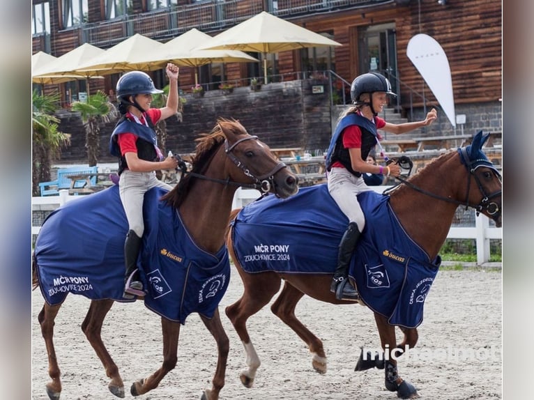 Classic Pony Wałach 6 lat 145 cm Kasztanowata in Prague