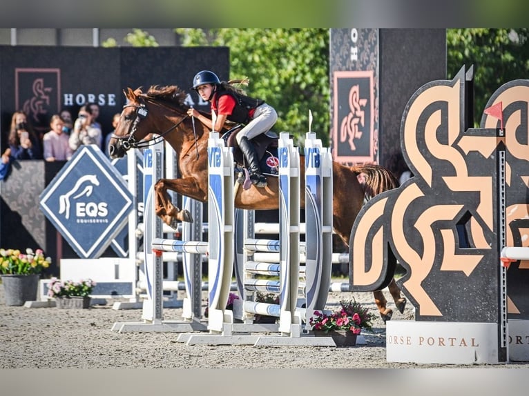 Classic Pony Wałach 6 lat 145 cm Kasztanowata in Prague