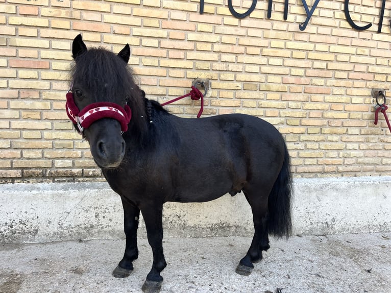 Classic Pony Wałach 6 lat 95 cm Kara in Alcorcon