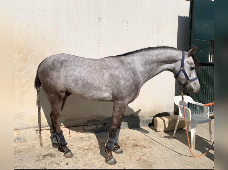 Classic Pony Wałach 7 lat 141 cm Siwa in Bormujos