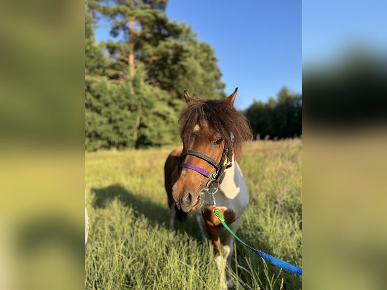 Classic Pony Mix Wałach 9 lat 114 cm Srokata in Karlshagen