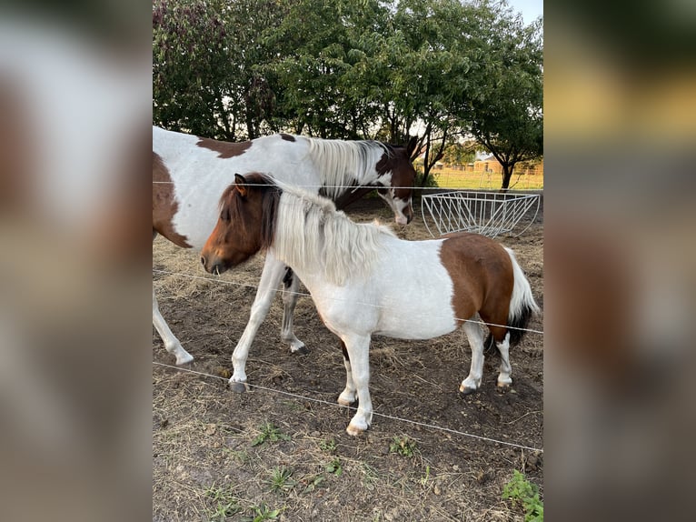 Classic Pony Mix Wałach 9 lat 114 cm Srokata in Karlshagen