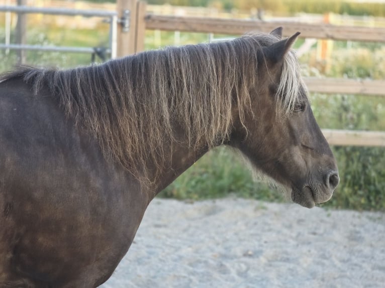 Classic Pony Wallach 10 Jahre 115 cm Dunkelfuchs in Freilassing