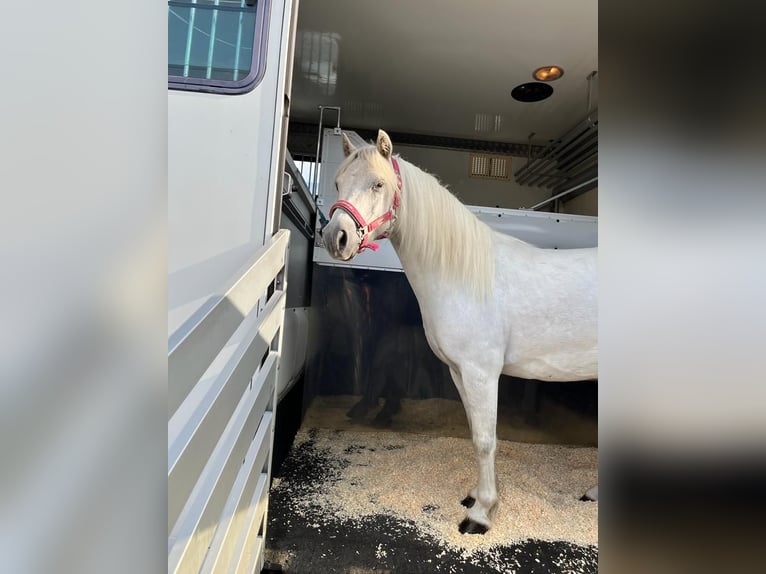 Classic Pony Mix Wallach 10 Jahre 116 cm Schimmel in Buggingen