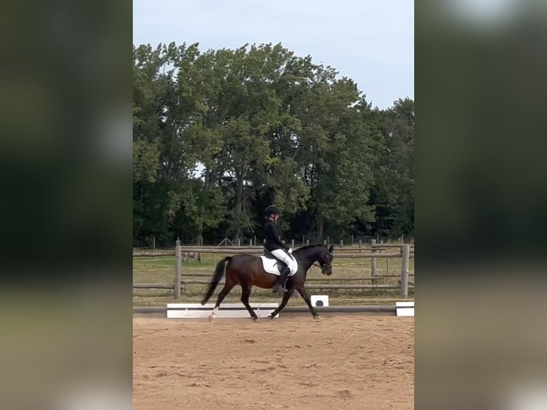 Classic Pony Wallach 10 Jahre 128 cm Dunkelbrauner in Schkopau Korbetha