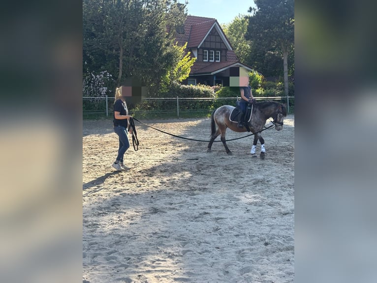 Classic Pony Mix Wallach 10 Jahre 133 cm Roan-Red in Hatten