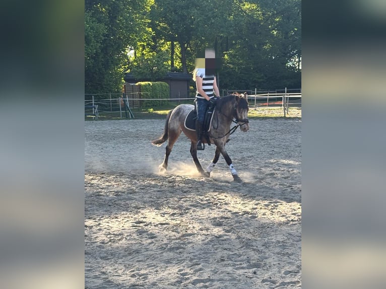 Classic Pony Mix Wallach 10 Jahre 133 cm Roan-Red in Hatten
