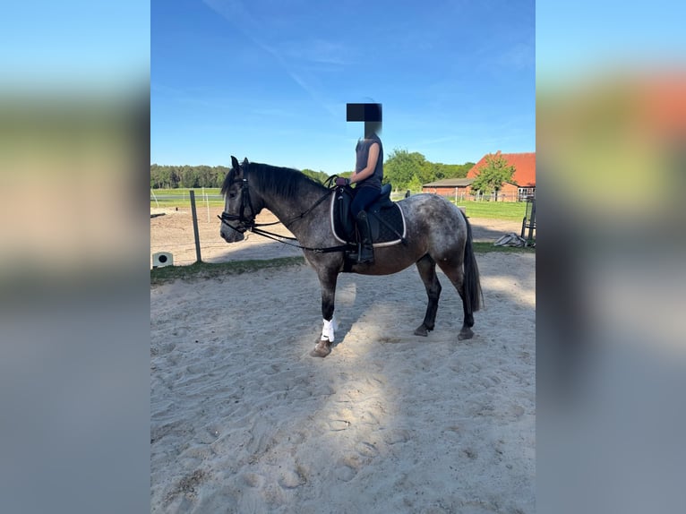 Classic Pony Mix Wallach 10 Jahre 133 cm Roan-Red in Hatten