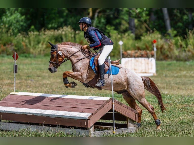 Classic Pony Wallach 10 Jahre 138 cm Roan-Red in Puerto Real Cádiz