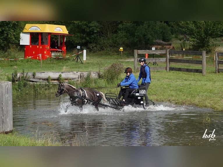 Classic Pony Wallach 11 Jahre 112 cm Dunkelfuchs in Ruhwinkel