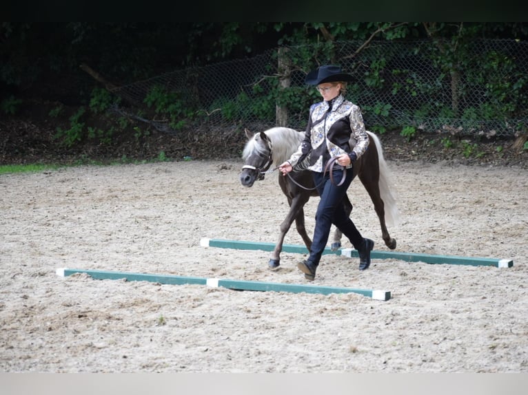 Classic Pony Wallach 11 Jahre 112 cm Dunkelfuchs in Ruhwinkel