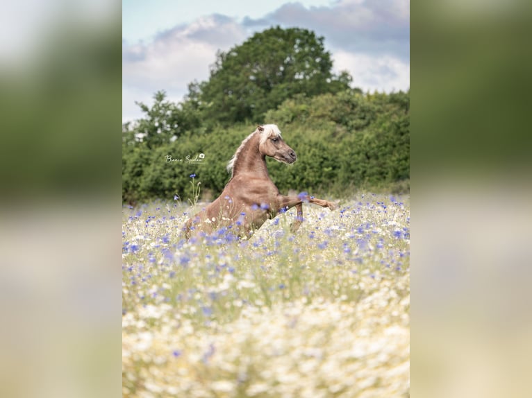 Classic Pony Wallach 11 Jahre 112 cm Dunkelfuchs in Ruhwinkel