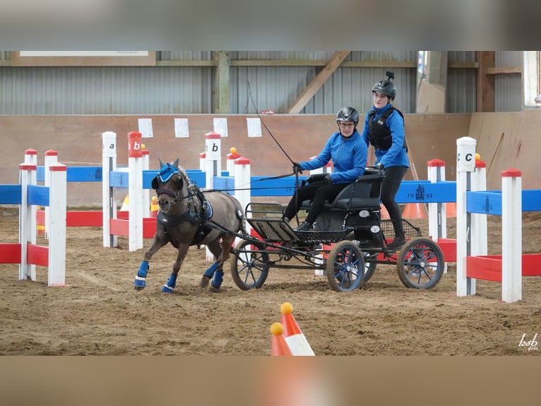 Classic Pony Wallach 11 Jahre 112 cm Dunkelfuchs in Ruhwinkel