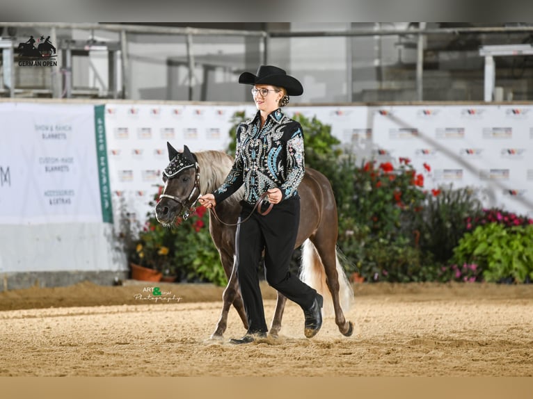 Classic Pony Wallach 11 Jahre 112 cm Dunkelfuchs in Ruhwinkel