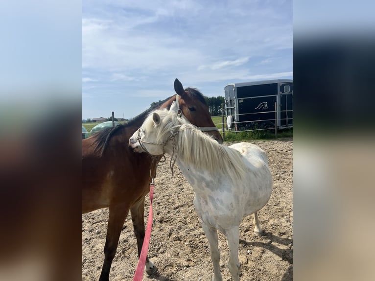 Classic Pony Wallach 11 Jahre 130 cm Cremello in Uttendorf