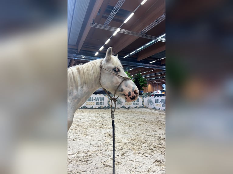 Classic Pony Wallach 11 Jahre 130 cm Cremello in Uttendorf
