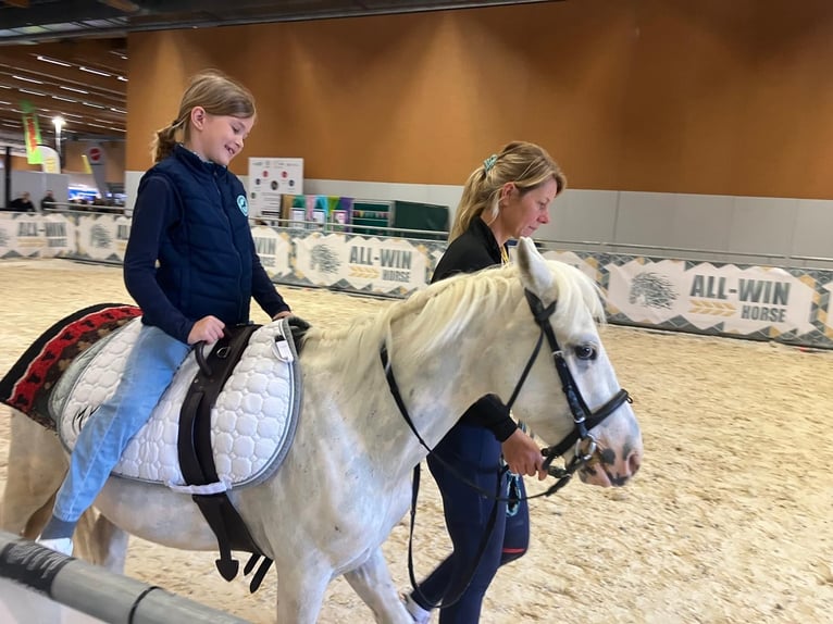 Classic Pony Wallach 11 Jahre 130 cm Cremello in Uttendorf