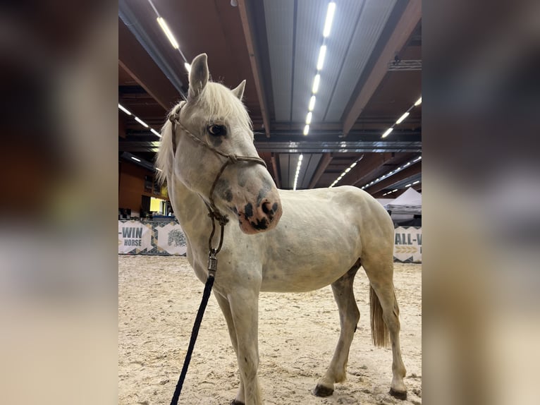 Classic Pony Wallach 11 Jahre 130 cm Cremello in Uttendorf
