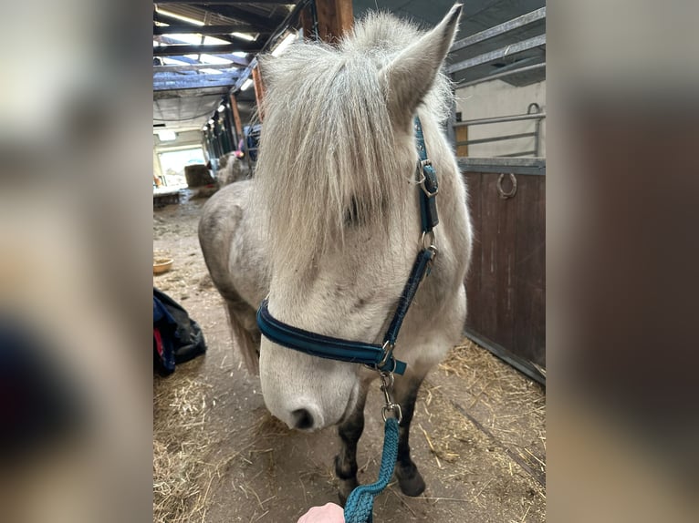 Classic Pony Mix Wallach 11 Jahre 140 cm Blauschimmel in Flensburg