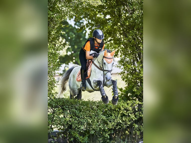 Classic Pony Wallach 11 Jahre 148 cm Schimmel in Facimiech