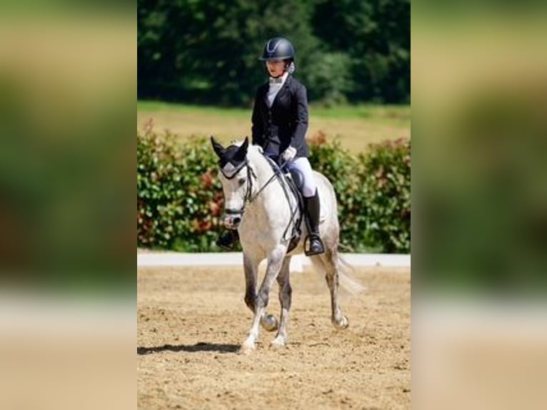 Classic Pony Wallach 11 Jahre Schimmel in Tabeaio (San Marti&#xF1;o)