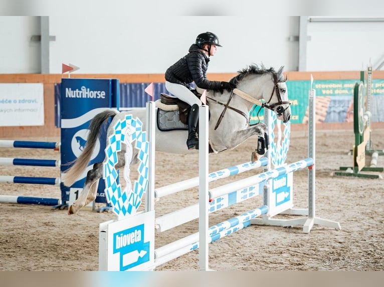 Classic Pony Wallach 11 Jahre  in Slaný