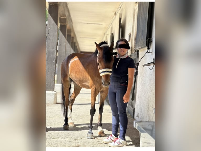 Classic Pony Wallach 12 Jahre 127 cm Rotbrauner in Boadilla Del Monte