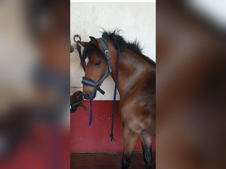 Classic Pony Wallach 12 Jahre 127 cm Rotbrauner in Boadilla Del Monte