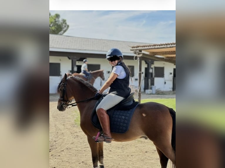 Classic Pony Wallach 12 Jahre 127 cm Rotbrauner in Boadilla Del Monte