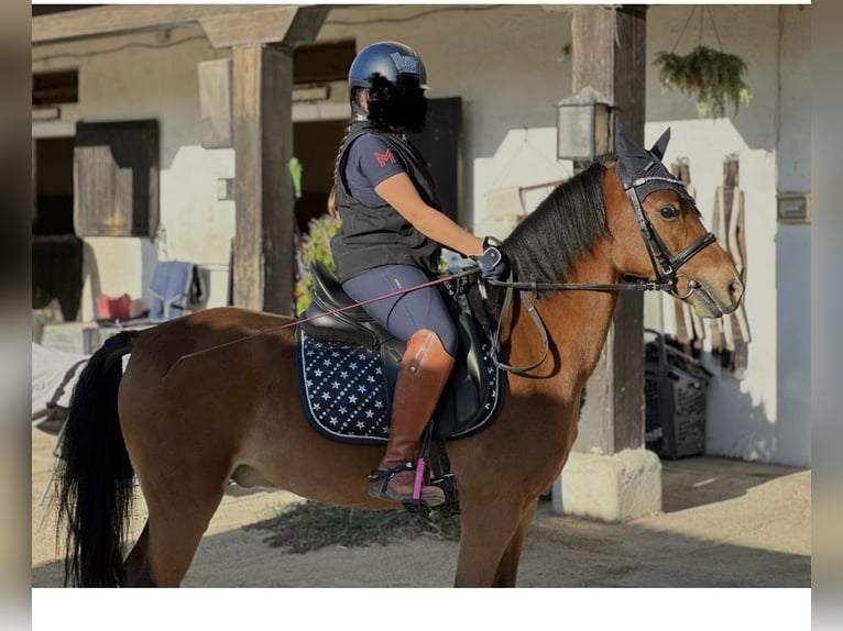 Classic Pony Wallach 12 Jahre 127 cm Rotbrauner in Boadilla Del Monte