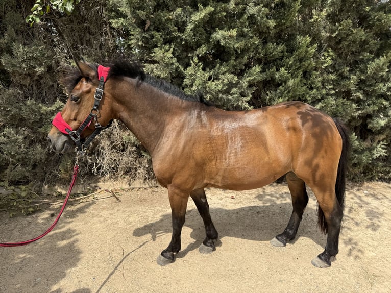 Classic Pony Wallach 12 Jahre 130 cm Dunkelbrauner in Cartagena