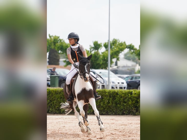 Classic Pony Wallach 12 Jahre 135 cm Schecke in Sitges