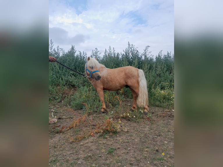 Classic Pony Mix Wallach 12 Jahre 88 cm Palomino in Beynes