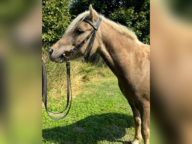 Classic Pony Wallach 13 Jahre 105 cm in Sehnde