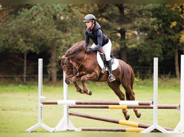 Classic Pony Wallach 14 Jahre 143 cm Dunkelfuchs in Rakvere