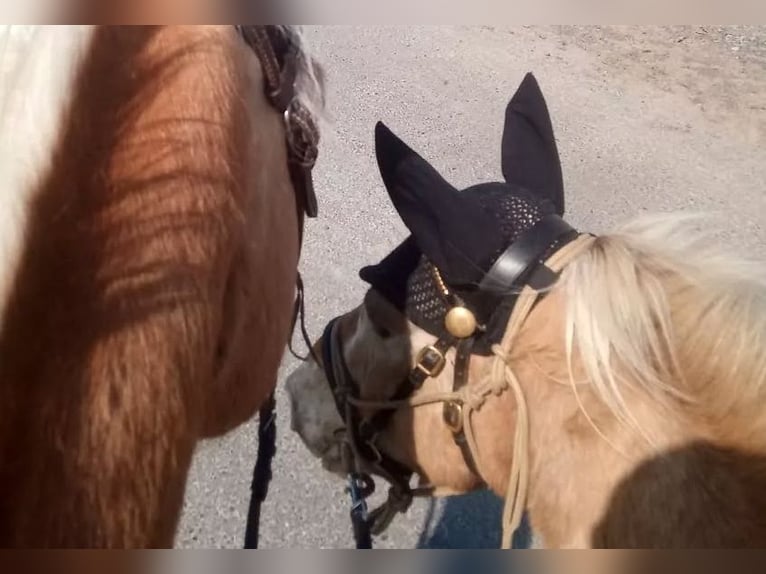 Classic Pony Mix Wallach 15 Jahre 115 cm Tigerschecke in Frielendorf