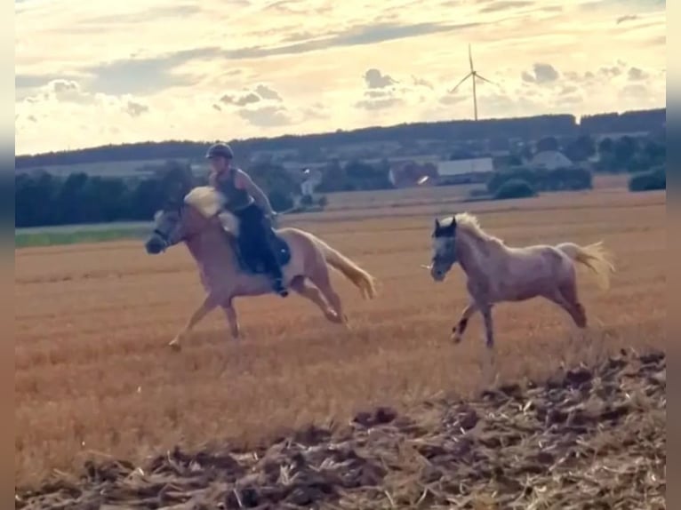 Classic Pony Mix Wallach 15 Jahre 115 cm Tigerschecke in Frielendorf