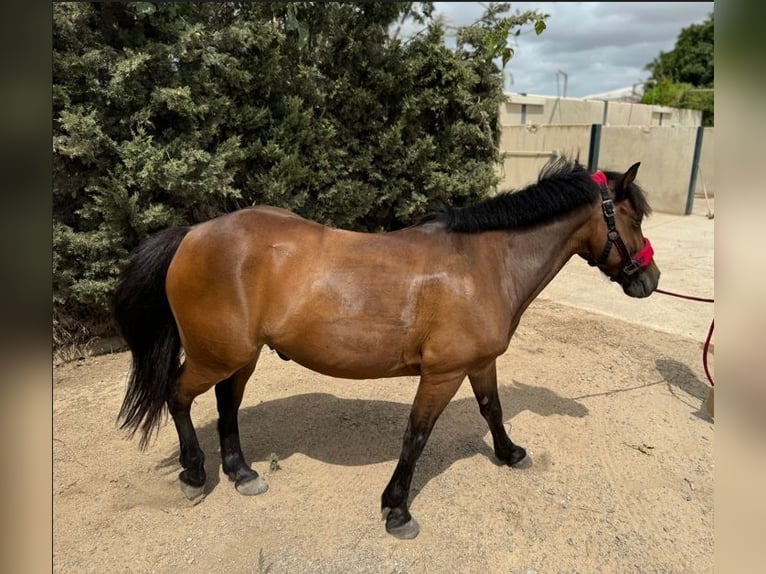 Classic Pony Wallach 15 Jahre 130 cm Dunkelbrauner in Cartagena