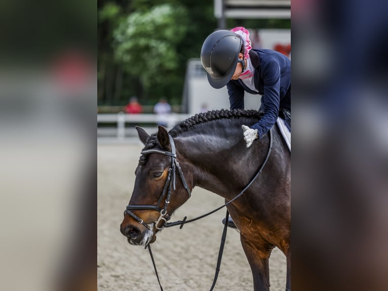 Classic Pony Wallach 15 Jahre 136 cm Dunkelbrauner in A Coruña