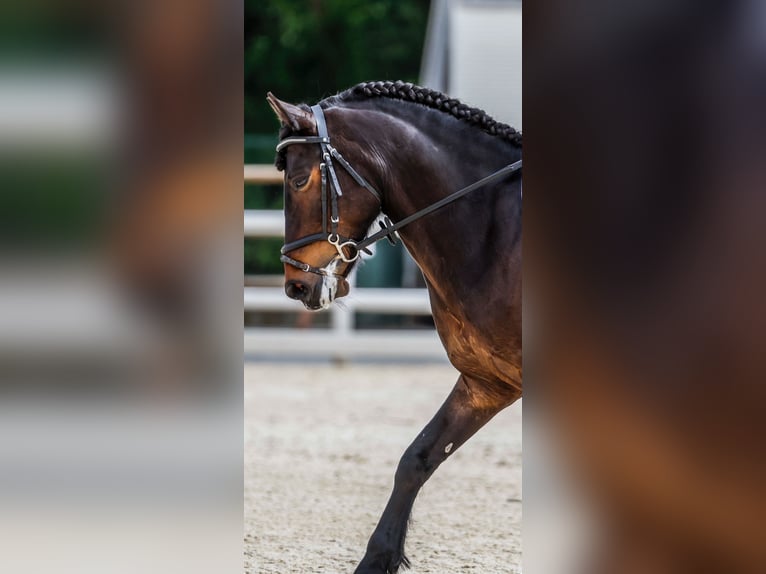 Classic Pony Wallach 15 Jahre 136 cm Dunkelbrauner in A Coruña