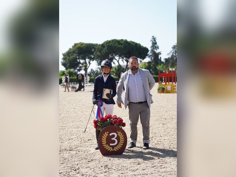 Classic Pony Wallach 15 Jahre 140 cm Fuchs in Sant Esteve De Palautordera