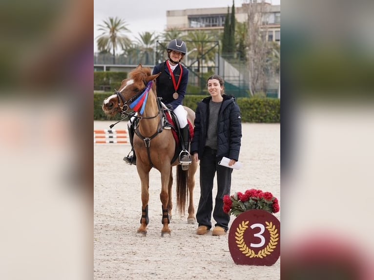 Classic Pony Wallach 15 Jahre 140 cm Fuchs in Sant Esteve De Palautordera