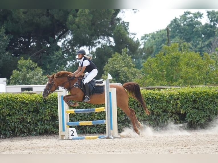 Classic Pony Wallach 15 Jahre 140 cm Fuchs in Sant Esteve De Palautordera