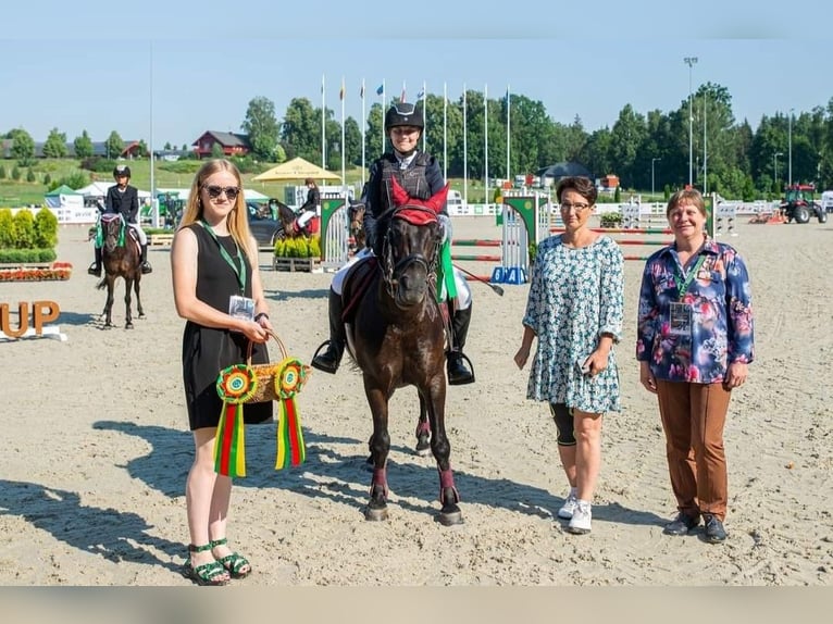 Classic Pony Wallach 16 Jahre 135 cm Dunkelbrauner in Kaunas