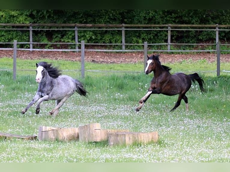 Classic Pony Wallach 19 Jahre 110 cm Roan-Blue in Neumünster