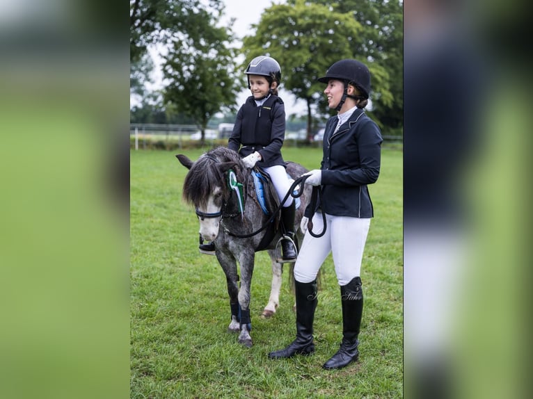 Classic Pony Wallach 19 Jahre 110 cm Roan-Blue in Neumünster