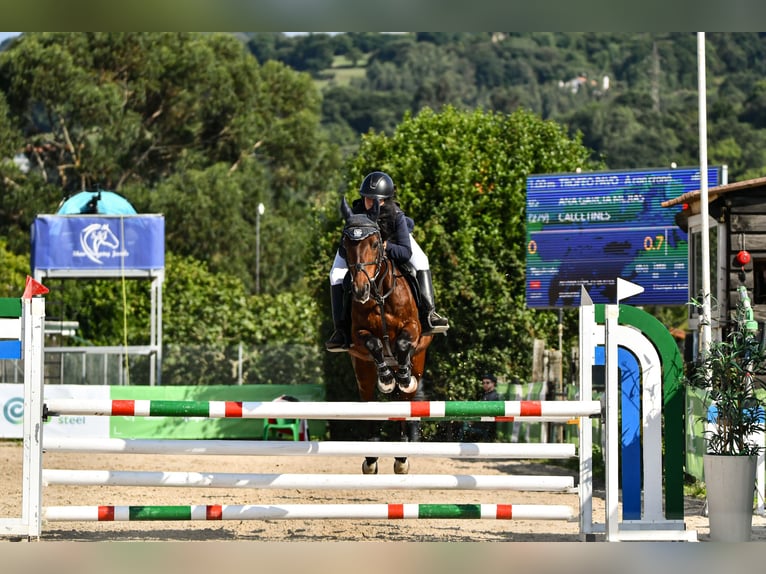 Classic Pony Wallach 19 Jahre 139 cm Dunkelbrauner in Bosque, El (Urbanizacion)