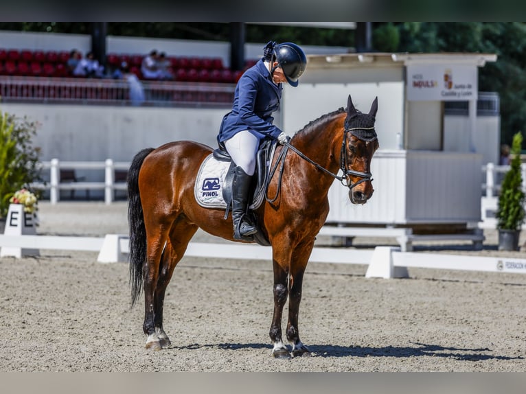 Classic Pony Wallach 19 Jahre 139 cm Dunkelbrauner in Bosque, El (Urbanizacion)