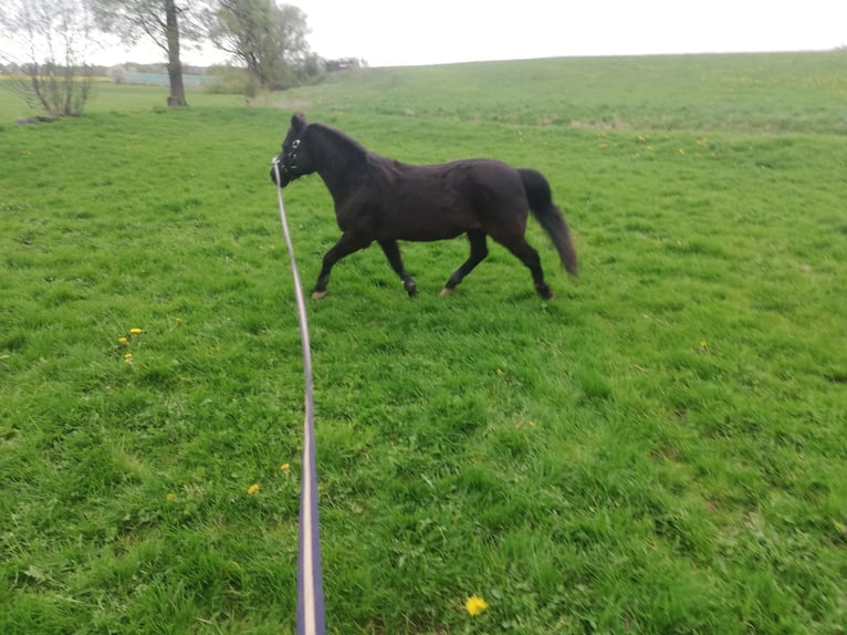 Classic Pony Wallach 20 Jahre 118 cm Schwarzbrauner in Niemetal