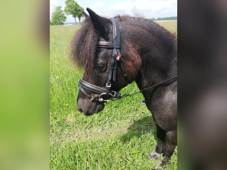 Classic Pony Wallach 20 Jahre 118 cm Schwarzbrauner in Niemetal